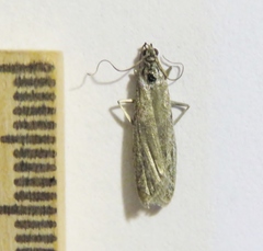 Homoeosoma oslarellum