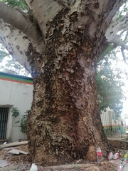 Enterolobium cyclocarpum