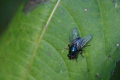 Eudasyphora