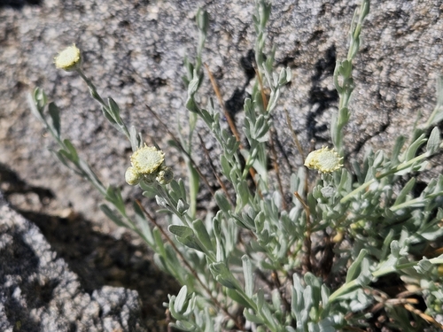 gray chickensage (Artemisia albicans)