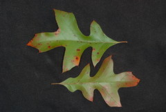 Quercus georgiana