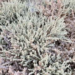 Atriplex julacea