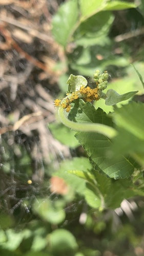 Oleander Aphid
