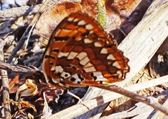 Byblia anvatara anvatara
