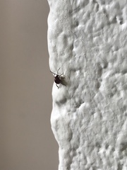 Gibbium aequinoctiale