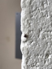 Gibbium aequinoctiale