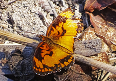 Byblia anvatara anvatara