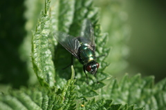 Neomyia viridescens