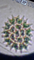 Hydrodictyaceae