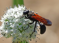 Sphex torridus
