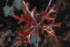 Quercus georgiana