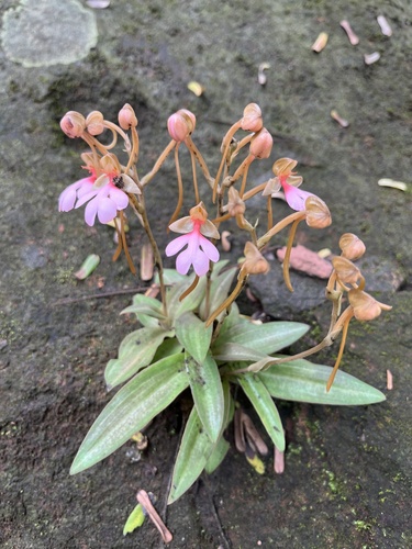 Red-Lipped Habenaria
