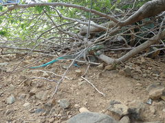 Cnemidophorus murinus