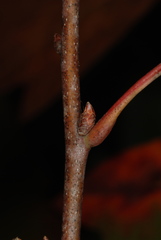 Quercus georgiana