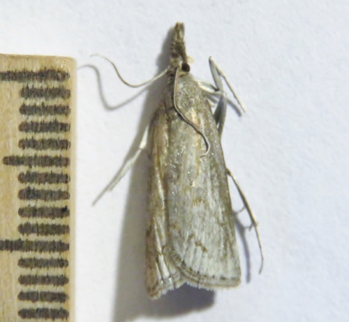 prairie sedge moth