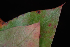 Quercus georgiana
