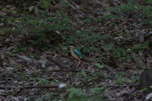 Fairy Pitta