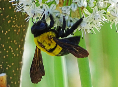 Xylocopa calens