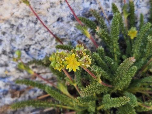 Dwarf Mousetail (Ivesia pygmaea)