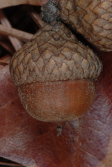 Quercus georgiana