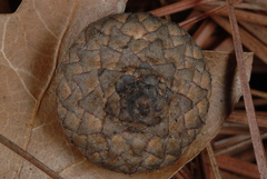 Quercus georgiana