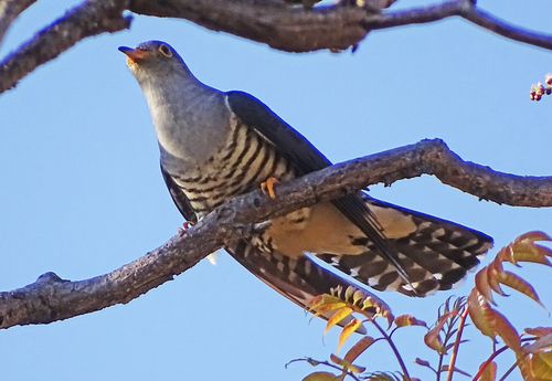 Madagascar Cuckoo