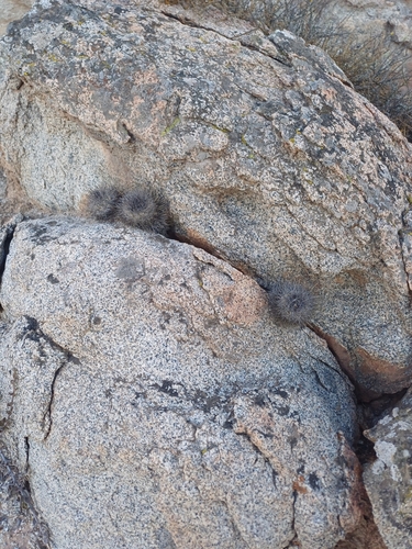 Copiapoa longispina (Copiapoa longispina)