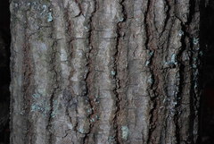 Quercus georgiana