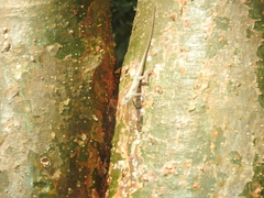 Anolis ustus
