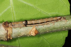 Sympistis chionanthi