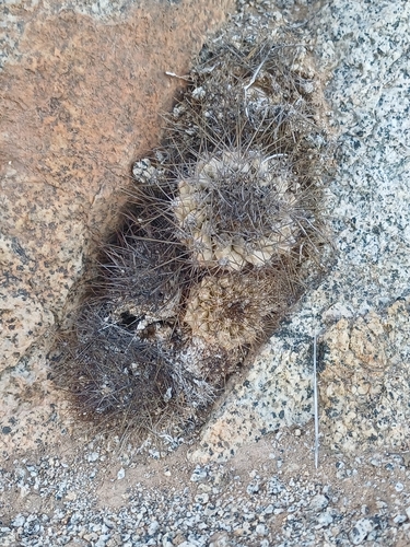 Copiapoa longispina (Copiapoa longispina)