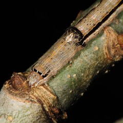 Sympistis chionanthi