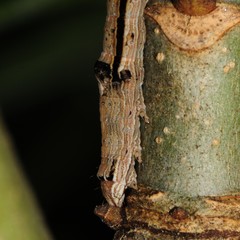 Sympistis chionanthi