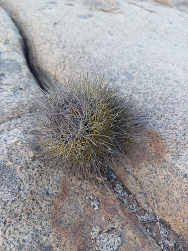 Copiapoa longispina (Copiapoa longispina)