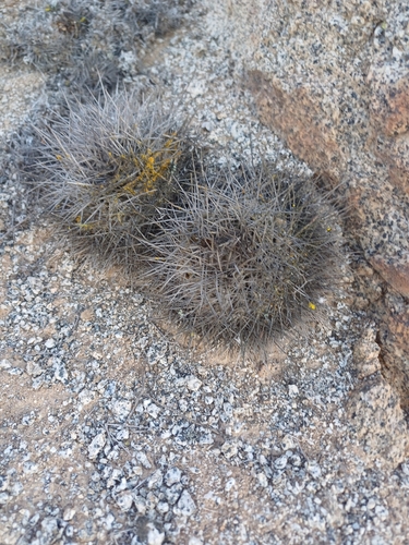 Copiapoa longispina (Copiapoa longispina)