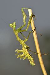 Pseudopogonogaster mirabilis