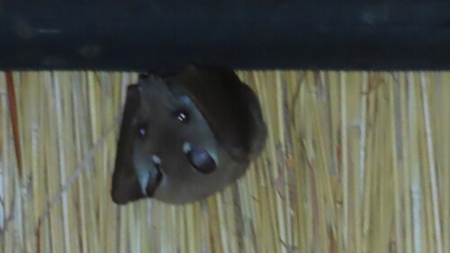 Peters's Epauletted Fruit Bat