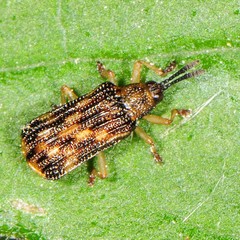 Sumitrosis inaequalis