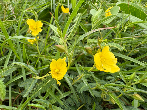 Chamaecrista garambiensis, photograph 4