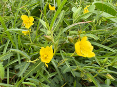 Chamaecrista garambiensis, photograph (c) 黃美滿, some rights reserved (CC BY)