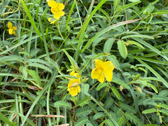 Chamaecrista garambiensis, photograph (c) 黃美滿, some rights reserved (CC BY)