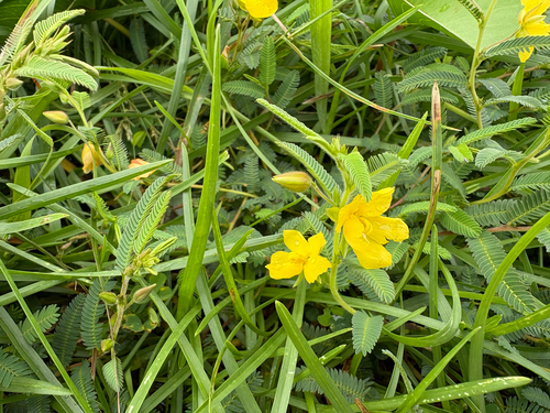 Chamaecrista garambiensis, photograph 5