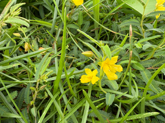 Chamaecrista garambiensis, photograph (c) 黃美滿, some rights reserved (CC BY)