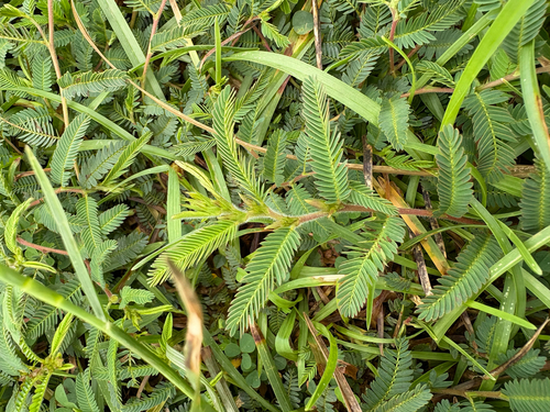 Chamaecrista garambiensis, photograph 6