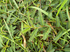 Chamaecrista garambiensis, photograph (c) 黃美滿, some rights reserved (CC BY)