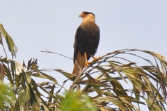 Caracara plancus