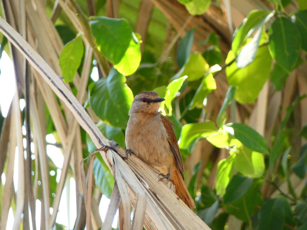 Rufous-tailed Palm-Thrush (Cichladusa ruficauda) photo