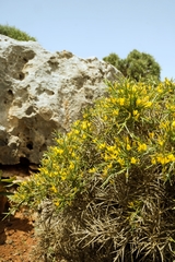 Genista acanthoclada