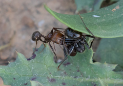 Messor barbarus
