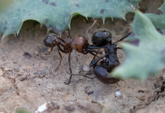Messor barbarus